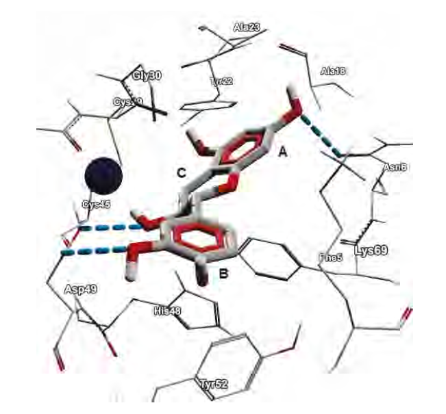 Molecular docking of (+)-catechin with
a PLA2 from the venom of Crotalus durissus terrificus. The blue sphere
represents Ca2+. The dotted blue lines represent the hydrogen bonds. All the
amino acids of the enzyme at a maximum distance of 3 Å are shown.