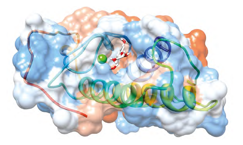 Molecular
surface of PLA2 and interaction of (+)-catechin with the hydrophobic channel
and the active site of the protein. The red areas of the surface represent the
acid regions; the white areas represent the neutral and the blue areas the
basic regions. The green sphere represents Ca2+. (+)-Catechin is shown as white
(carbon and hydrogen atoms) and red sticks (oxygen atoms).