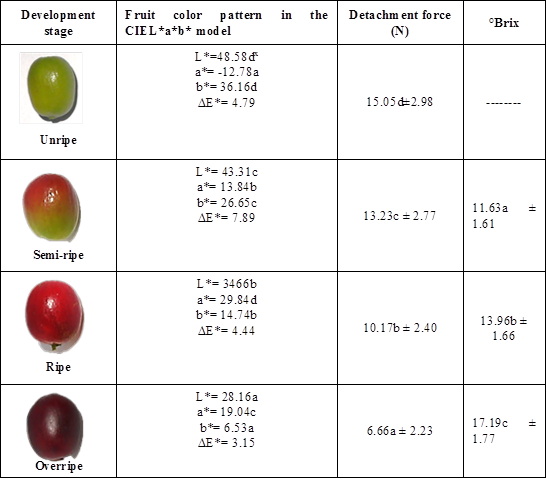 Ripening scale for coffee variety Caturra.