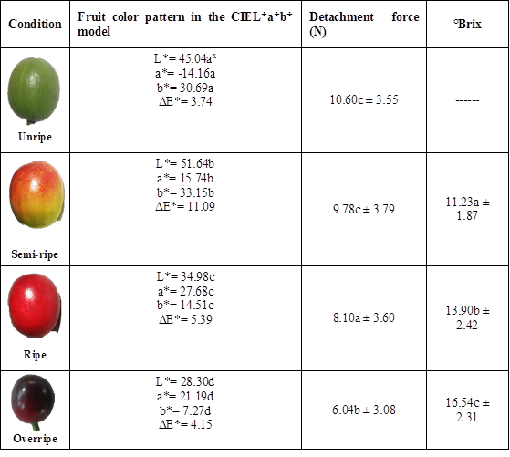 Ripening scale for variety Colombia coffee fruits.