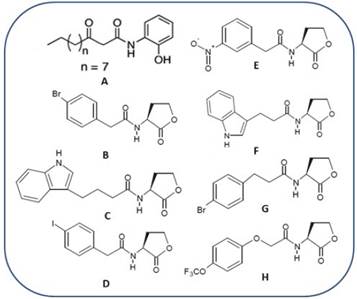 LasR antagonist synthetic reported until present days. Compound A, reported by Smith et al., 2003. Compounds B-H reported by Blackwell et al., 2007.