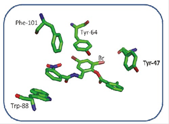 Interactions between the aromatic rings of the residues Tyr-47, TYR-64, Phe-101, Trp-88 and the aromatic rings of the TP-1 ligand.