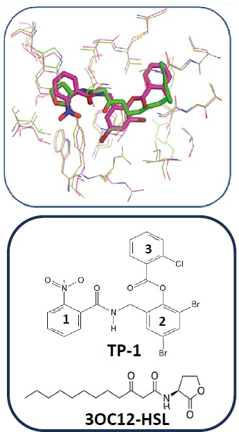 Alignment between the active site of LasR co-crystallized with its native ligand (in green, 3OC12-HSL) and the active site of LasR co-crystallized with the TP-1 ligand (in pink pocket).