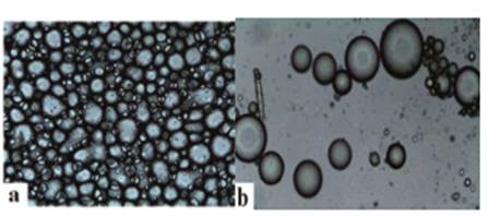 Micrographs of capsules without addition of stevia (control treatments, ES0). a) Before lyophilization. b) After lyophilization, taken with an optical microscope (TV lends 0.55X DS Nikon-Japan)