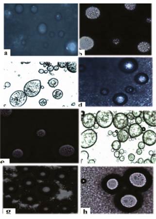 Micrographs of stevia capsules before lyophilization. Taken with optical microscope (TV lends 0.55X DS Nikon-Japan). a, b, c, d, e, f, g and h refer to the ES1, ES2, ES3, ES4, ES5, ES6, ES7 and ES8 treatments (see text nomenclature).