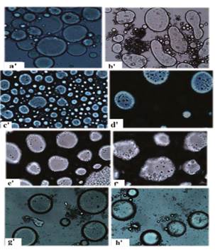 Micrographs of lyophilized and moisturized stevia capsules. Taken with an optical microscope (TV lends 0.55X DS Nikon-Japan). a’, b’, c’, d’, e’, f’, g’ and h’ refer to ES1, ES2, ES3, ES4, ES5, ES6, ES7 and ES8 treatments (see nomenclature of treatments in text).