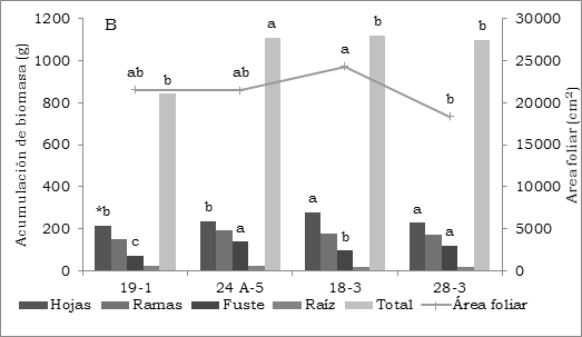 Acumulación y distribución de biomasa en cuatro genotipos de E. grandis bajo condiciones contrastantes de clima. A, Palmira (23.5º C) muestreo realizado 130 ddt. B, Restrepo (18º C) muestreo realizado 211 ddt. Los datos corresponden a promedios globales de los tratamientos. *Valores con la misma letra no difieren significativamente.
