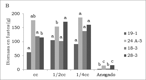 Efecto del estrés hídrico en la acumulación de biomasa en fustes en cuatro genotipos de E. grandis. A. Palmira (23.5º C) donde las plantas fueron cosechadas 130 ddt, B. Restrepo (18º C) donde las plantas fueron cosechadas 211 ddt, Valle del Cauca, Colombia. Las letras diferentes indican diferencias estadísticamente significativas entre tratamientos en cada genotipo. *Valores con la misma letra no difieren significativamente.