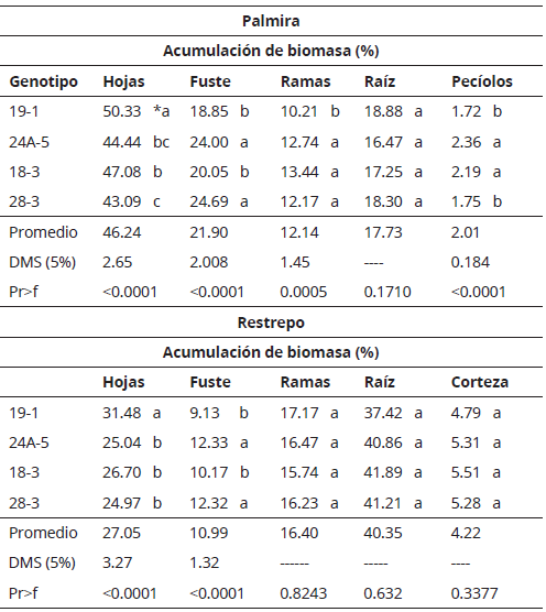 Distribución de biomasa (%) de cuatro genotipos de E. grandis bajo condiciones de Palmira (23.5º C) y Restrepo (18º C), Valle del Cauca, Colombia. Los datos corresponden a promedios globales de los tratamientos.