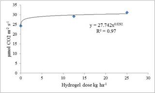 Effect of hydrogel doses on photosynthesis in corn crop