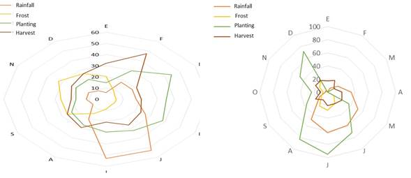 Climatic cycles and sowing of the current potato crop (2016). The outer circle shows the months of the year, the scale represents the percentage of the evaluated producers. The lines, the variables. For example, in Apatug crops (continuous line) 45% of farmers who sowed in March.