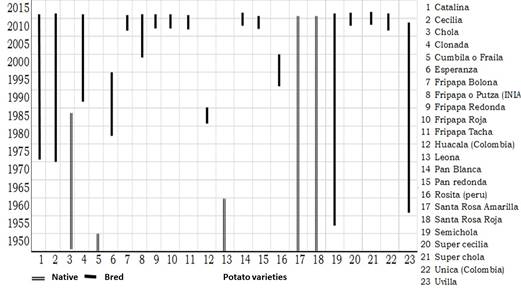 Evolution of potato varieties in Pu&ntilde;achisag. The X axis shows years, on the Y axis, the varieties of native and improved potatoes reported by farmers. In the column on the right the number is displayed according to the varieties analyzed. For example, the Chola (3) variety was reported to be cultivated until 1985.