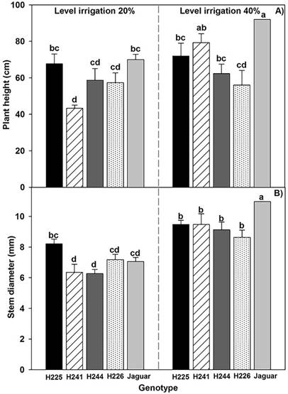 A) Plant height. B) Stem diameter of five habanero pepper genotypes at two irrigation levels (20% and 40%). Data are means &plusmn; SE. Different letters represent statistically significant differences (Tukey, =0.05).