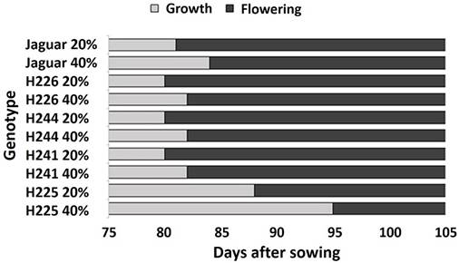 Flowering phenophase of five genotypes of Habanero pepper at two irrigation levels (20% and 40%). Data are means &plusmn; SE. Different letters represent statistically significant differences (Tukey, =0.05)