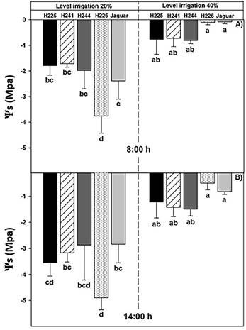 Soil water potential (Ψs) of five genotypes of habanero pepper at two irrigation levels (20% and 40%) at A) 8:00 and B) 14:00 hours. Data are means &plusmn; SE. Different letters represent statistically significant differences (Tukey, =0.05)