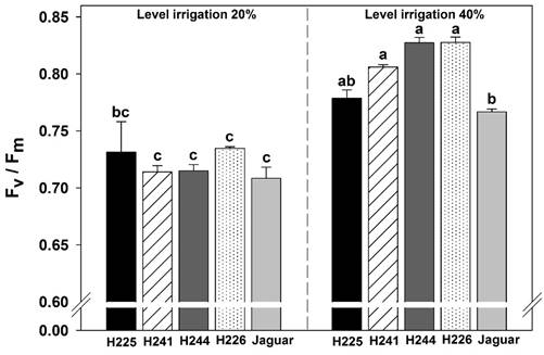 Maximum photochemical quantum yield of photosystem II (Fv/Fm) in five genotypes of Habanero pepper at two irrigation levels (20% and 40%). Data are means &plusmn; SE. Different letters represent statistically significant differences (Tukey, =0.05)