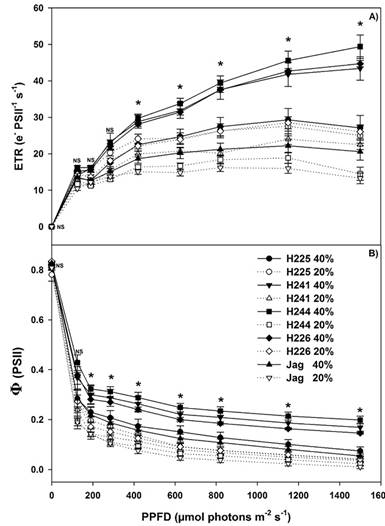 Response curves of A) Electron transport rate (ETR) and B) Effective photochemical quantum yield of photosystem II (ΦPSII) to photosynthetic photon flux density in five genotypes of Habanero pepper at two irrigation levels (20% and 40%). Data are means. NS: not significant. *: significant (ANOVA, P &le; 0.05).