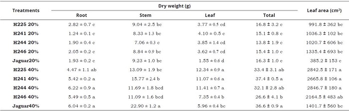 Dry weight and leaf area of five genotypes of habanero pepper plants at two irrigation levels (20% and 40%). Data are means &plusmn; SE. Different letters in the same column represent statistically significant differences (Tukey, α=0.05). n=5.