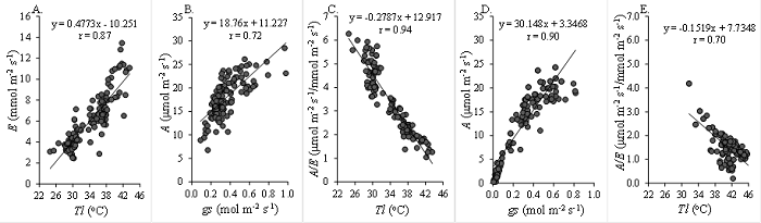 Transpiration - E in function of leaf temperature Tleaf (A), photosynthesis - A in function of stomatal conductance - gs (B) and instant water-use efficiency - A/E in function of lead temperature - Tleaf (C) measured at 08:00 am and photosynthesis - A in function of stomatal conductance - gs (D) and instant water-use efficiency - A/E in function of leaf temperature - Tleaf (E) measured at 2:00 pm.