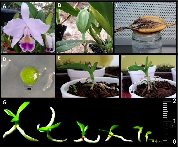 in vitro propagation procedure of Cattleya trianae. (A) C. trianae inflorescence. (B) Green capsule of C. trianae. (C) Mature capsule of C. trianae. (D) Protocorm. (E), (F) Adapted seedlings. (G) Development of C. trianae.