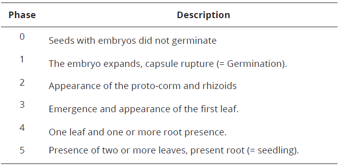 Development phases of orchid seeds