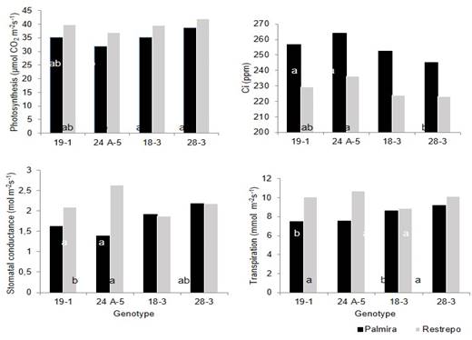 Gas exchange in E. grandis genotypes in Palmira (average temperature of 23.5&deg;C) and Restrepo (average temperature of 18&deg;C), department of Valle del Cauca, Colombia. Data correspond to the average of all treatments per genotype.