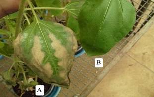 Evidence of toxicity in leaf blade caused by ammonium thiocyanate (NH4SCN). With toxicity (A). Without toxicity (B).