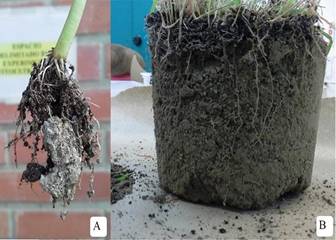 Evidence of phytostructute in soil generated by the action of sunflower (Helianthus annuus) (A) and (B) Brachiaria grass (Brachiaria decumbens)