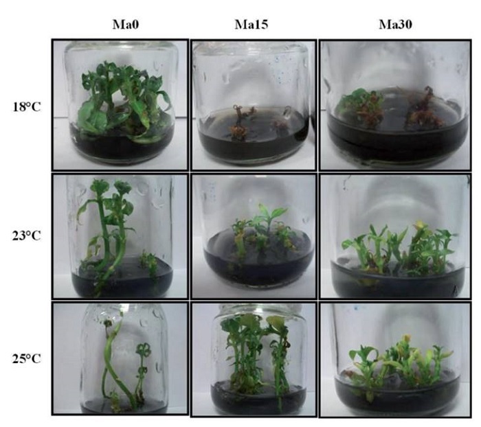 Morphological traits of the plants in the recovery stage after 2 months