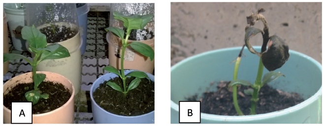 Plant traits in the hardening process. A. plants in development with newly developed leaves. B. Apical necrosis.