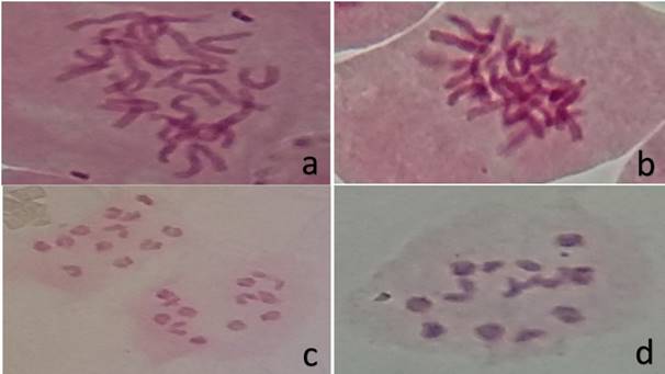 Mitotic cells in prometaphase (a) and metaphase (b) in C. annuum, with 2n=24; meiosis (diakinesis), C. frutescens with 2n=2x=24 (c) and 2n=2x=26 (d).