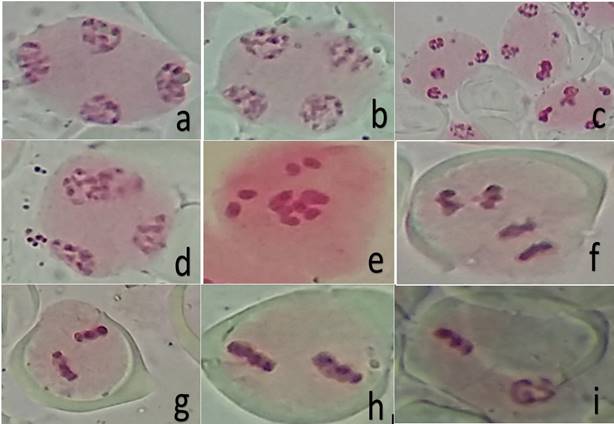 Spindles patterns and chromosomal abnormalities during meiosis II in C. annuum (a-e) and C. frutescens (f-i). a) parallel spindles in telophase II (TII), with additional nucleoli; b) perpendicular spindles in TII, with additional nucleoli; c) TII with micronuclei; d) nuclear restitution in TII, which possibly giving rise to an unreduced gamete; e) early ascension of chromosomes at metaphase II (MII); f) perpendicular spindle at anaphase II, with lagging chromosome; g) convergent spindle at MII; h) parallel spindle at MII; i) asynchronous division (prophase-metaphase) in parallel spindle.