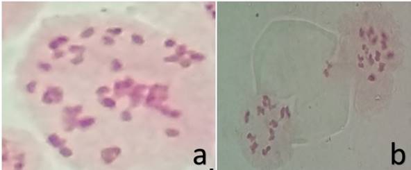 Poliploidy in C. frutescens; a. 2n=6x=72; b. 2n=4x=48