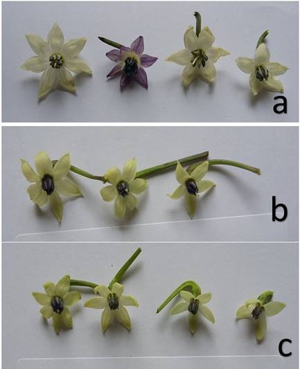 Floral structures in Capsicum. a. C. annuum , numbers ranging from 5 to 7; b. C. frutescens, numbers between 5 and 7; c. C. chinense with a greater variation, between 4 and 7.