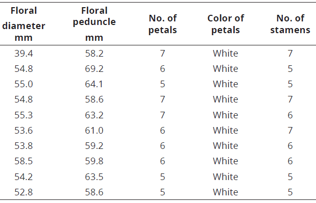 Floral structure in C. frutescens.
