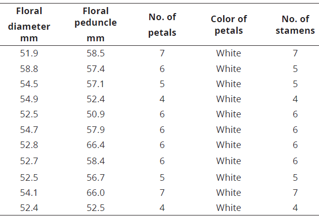 Floral structure in C. chinense.