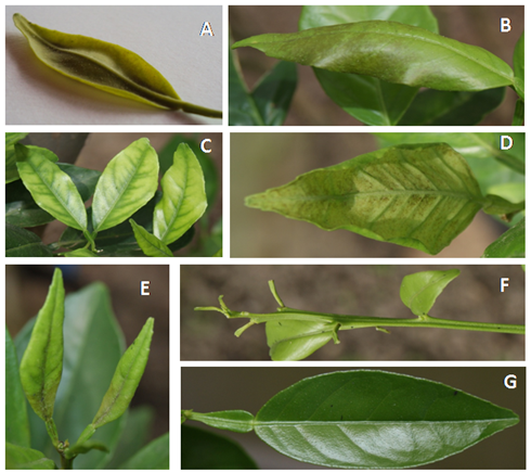 Damage caused in Valencia orange shoots by P. latus: A, B, D and E. Tissue distortion, twisting or curling towards its back, sheaf of leaves tanning. C. Intervenal yellowing. F. Leaf drop. G. Healthy shoot.