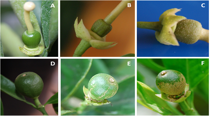 Damage symptoms at 25oC and 70% R.H in Palmira-Valle del Cauca, Colombia caused by P. latus in Valencia orange fruits with a diameter between 0.1-0.3 cm (age: 9.5 days after flowering) and 1.0-3.0 cm (60 days after flowering): A: Healthy small fruit; B: damage caused by 15 females after 7 days of infestation on small fruit; C: Damage caused by 30 females after 24 hours of infestation on small fruit; D: Healthy large fruit E: Damage caused by 15 females after 7 days of infestation on large fruit; F: Damage caused by 30 female after 24 hours of infestation on large fruit.