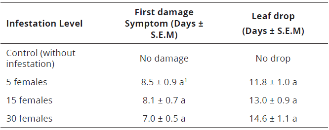 Days of appearance of first damage symptoms and newly developed leaf drop in Valencia orange young leaves affected by three infestation levels of P. latus under screen house conditions at 25&deg;C and 70% R.H in Palmira Valle del Cauca, Colombia