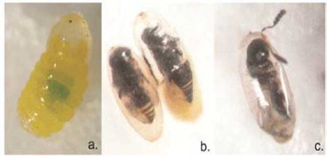 Symptoms of immature stages of Prodiplosis longifila parasitized: a: initial symptom on a parasitized larva, b: parasitoid development on pupae and c: parasitoid emergence. Magnification 35x.