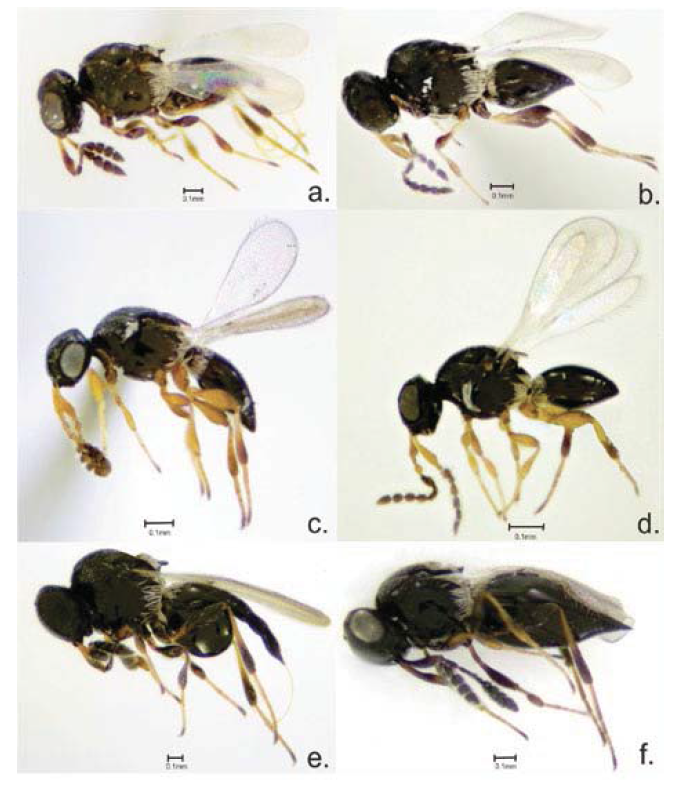 Parasitoid wasp species found: Synopeas varipes: female (a.), male (b.); Synopeas reticulatifrons: female (c), male (d); Synopeas aff. longiventre: female (f); Synopeas aff. curvicauda: female (e).