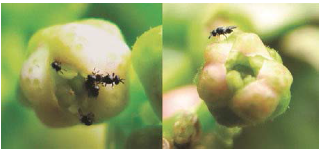 Synopeas aff.curvicauda on Tahiti lime flower buds.