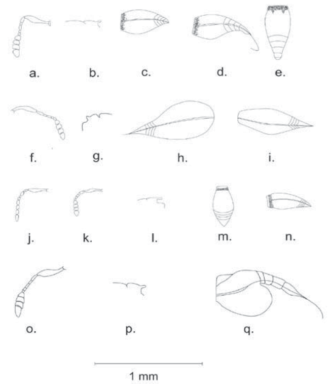 Diagram showing the observed parasitoids