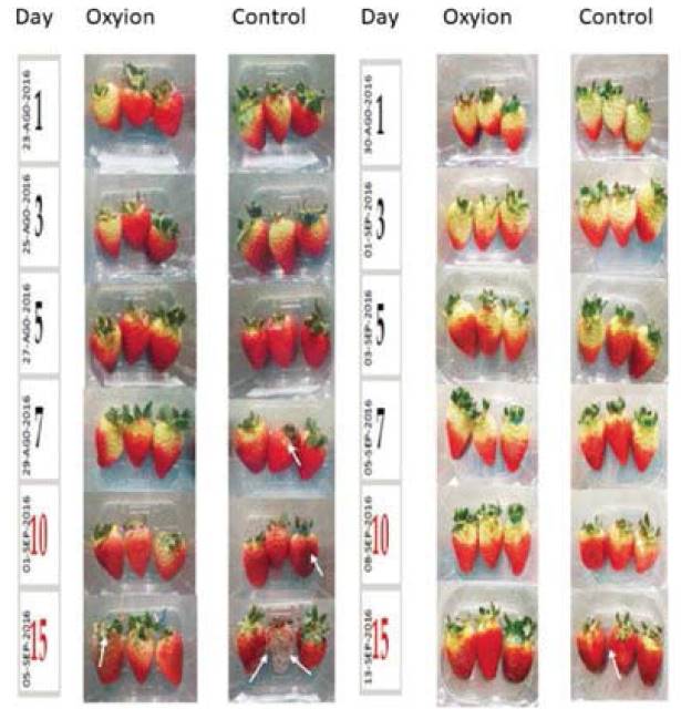 Comparison between treatments with Oxyion(r) and controls during evaluation process.
