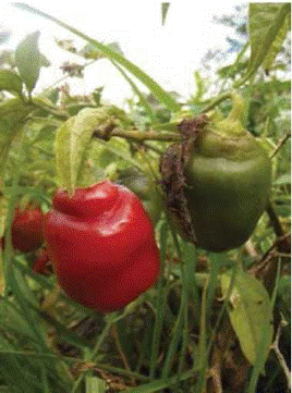 The intense red color in rocoto pepper fruits. Evidence of physiological maturation stage.