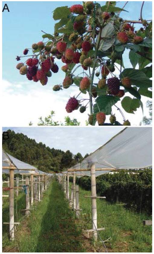 Plant material and semi cover structure. A. Blackberry fruits (Rubus glaucus Benth cv. thornless) B. Semi cover structure for a blackberry crop.