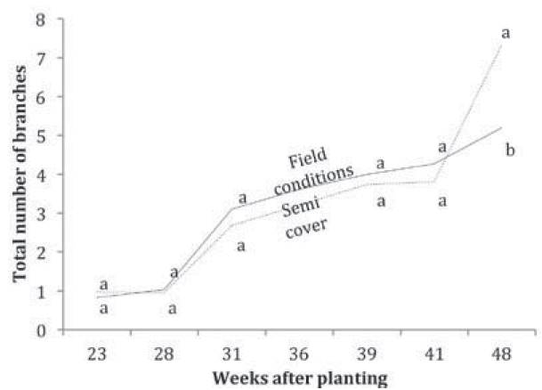 Total number of blackberry branches under the influence of two cropping systems over time. Averages with the same letter are not statistically different according to Duncantestat5%. Numberofcases, N=200.