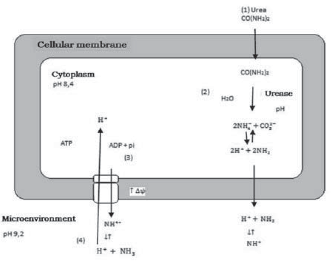Role of bacteria with ureasic activity in calcium carbonate precipitation according to Wiffin (2004).