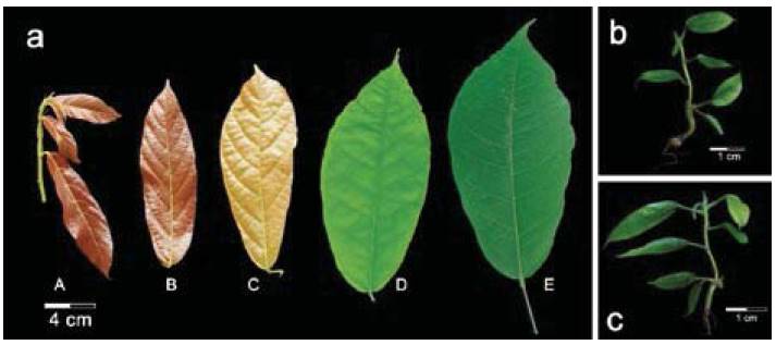 Different resources of cocoa leaves, field plants leaves (FPL) and in vitro plantlets leaves (IVL) for extraction of genomic DNA. a) Developmental stages of leaves from field plants of CCN51 genotype. Stage A, emerging cacao leaves with red color. Stage B and C, leaves undergo expansion with reddish to pale brown color. Stage D, leaf accumulates chlorophyll with light green. State E, leaf fully developed with dark green (Mejia, Guiltinan, Shi, Landherr & Maximova, 2012). In vitro plantlets of b) TSH565 genotype and c) CCN51 genotype with 60 days in medium MM6.