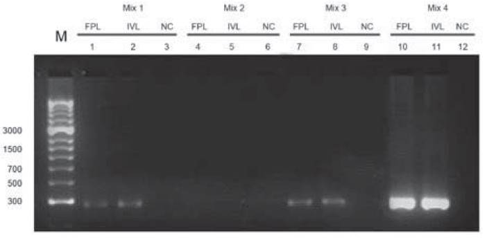 PCR amplification of different Taq polymerase treatments for mTcCIR 17 microsatellite in agarose gel (3%) from FPL and IVL of TSH565. Numbered lanes from left to right with the molecular marker (M: Gene ruler 1kb DNA HyperLadder(r) Bioline), Mix 1 (GoTaq(r)) (Lanes 1 and 2), Mix 2 (Taq not commercial) (lanes 4 and 5), Mix 3 (GoTaq(r) Green Master Mix) (lanes 7 and 8), Mix 4 (Taq(r) Thermo Scientific) flanes 10 and 11) and negative control (NC) (Lanes 3, 6, 9, 12).